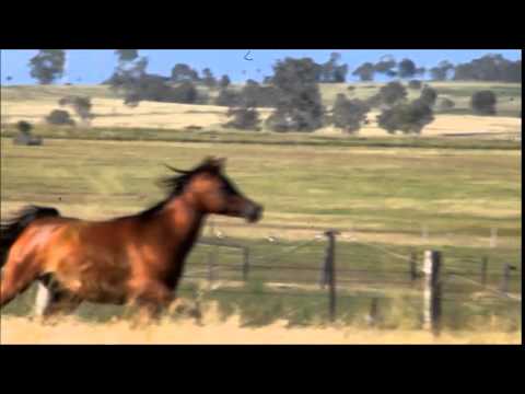 Chelleason Essence of Marwan