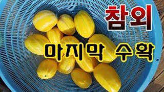 [텃밭농부. 1,221]   참외 마지막 수확 #참외재배
