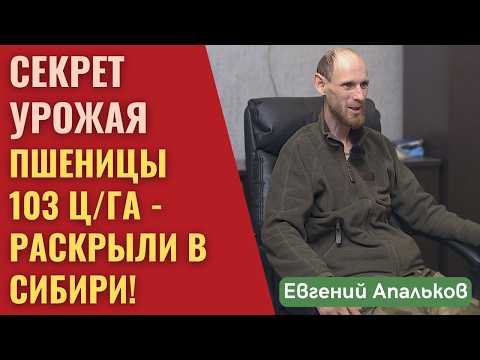 Spring wheat yields 103 c/ha! It's not a myth—an agronomist explains how he did it!