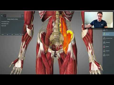 💥 THE ANATOMY OF LOWER BACK PAIN …