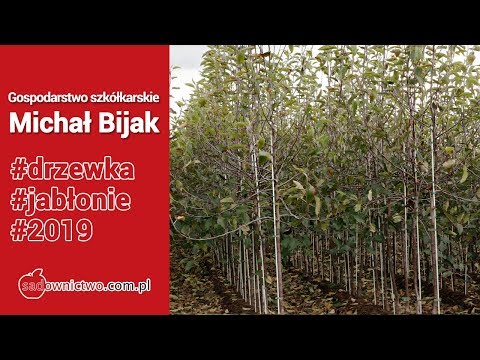 Drzewka ze szkółki - Michała Bijaka - Red Jonaprince, Muna, Gala, Red Cap, Red Delicious