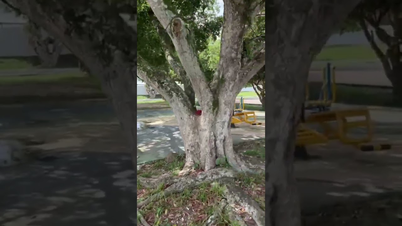 Município de Manacapuru entrega Academias ao Ar livre para população na zona Rural e Zona Urbana.