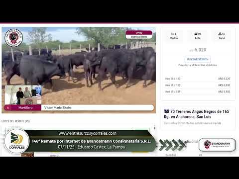 07-11-25 - 146º Remate por Internet de Brandemann Consignataria S.R.L. -   Eduardo Castex, La Pampa
