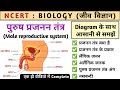 पुरुष प्रजनन तंत्र | male reproductive system in hindi | reproductive system | Biology |