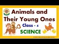Animals And Their Young Ones Class 4 SCIENCE CBSE NCERT Reproduction In Animals Birds