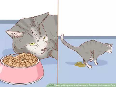 Diagnose the Cause of a Swollen Abdomen in Cats