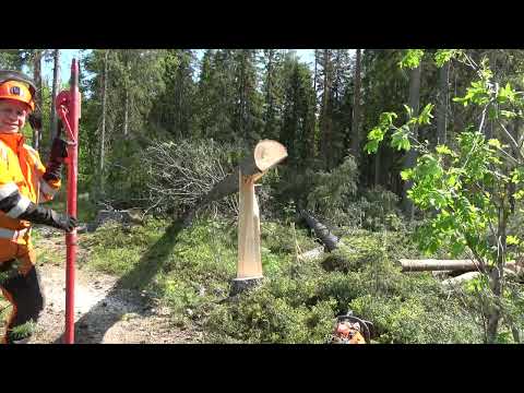 Metsolan Metsäkoulu 283 - ilmiö nimeltä barbers chair