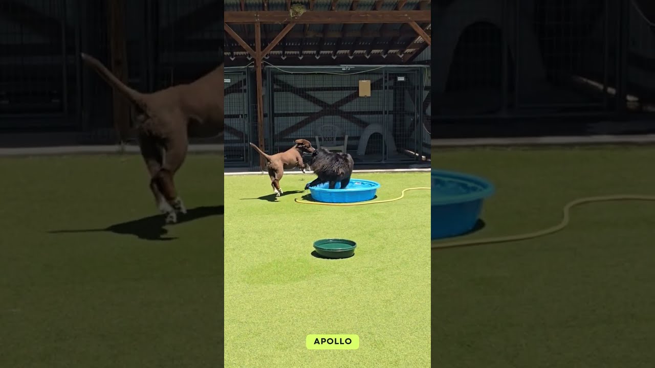Enlarge Apollo (AP26-126), a Adoptable mixed breed in Peyton, CO video 6/6