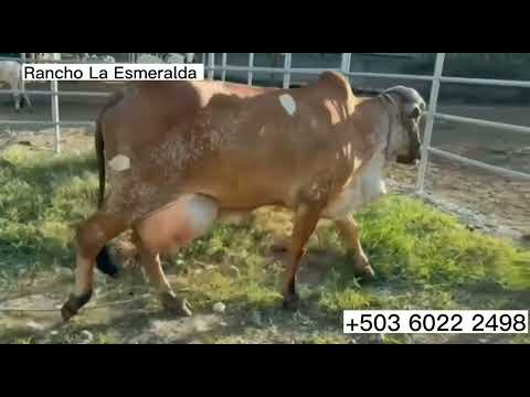 Rancho La Esmeralda, Tulima, Anamorós, La Unión, El Salvador