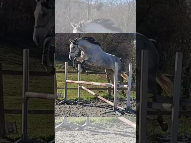 Mare Thoroughbred For sale 2017 Grey