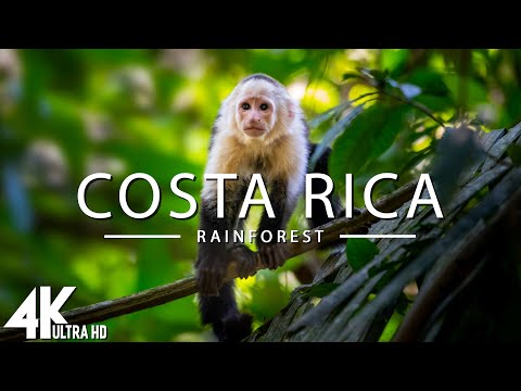 🇨🇷 Costa Rica Rainforest 4K UHD 🌿 | Exotic Wildlife, Lush Jungle in the World’s Happiest Country