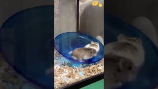 강한 자만 살아남을 수 있는 쳇바퀴