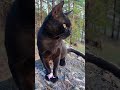 Behemoth The Black Cat Staring Into The Distance With A Calochortus Macrocarpus Flower Cat Shorts