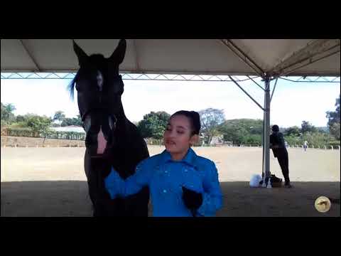 37ª Nacional do Cavalo Árabe: Valentina Gomes, do Haras Rach