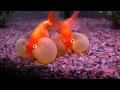 Bubble Eye - Goldfish