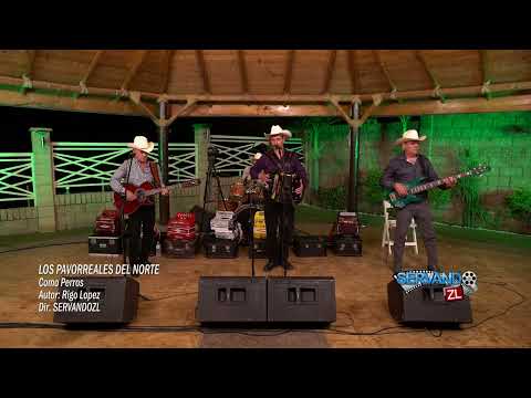 Los Pavorreales Del Norte - Como Perros (En Vivo 2022)