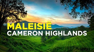 CAMERON HIGHLANDS 4K + Drone - Rondreis Maleisië: Hoge BERGEN, Thee & Aardbeien