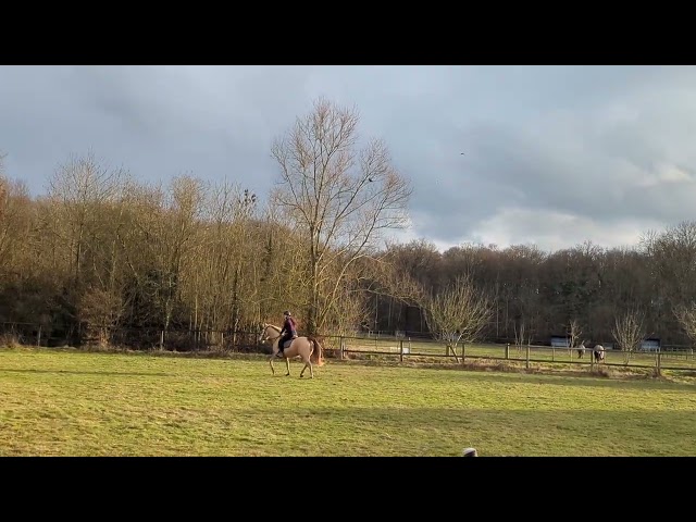 Jument champagne x quarter horse