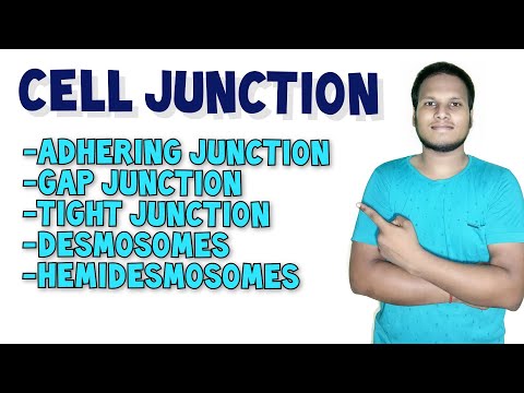 Cell Junction | Types of Cell Junction in Hindi | Human Anatomy and Physiology