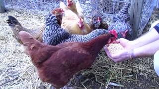 preview picture of video 'Raising Backyard Chickens'