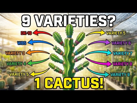 Impossible Graft: 9-in-1 DK-16 CFA x WBS