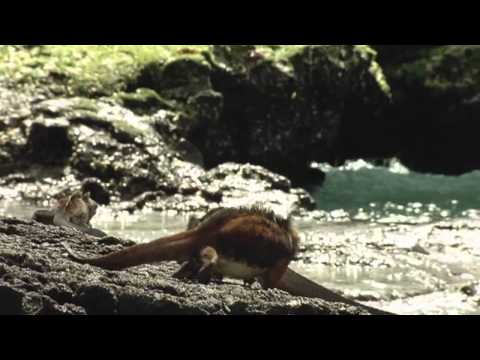 Simmy's Dark Creation Trance Mix (Arnej & Marco V in the Mix)