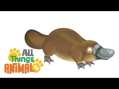 PLATYPUS: Animals for children. Kids video... - VideoLink PLATYPUS: Animals for children. Kids video... - VideoLink