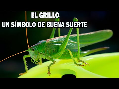 El GRILLO un Símbolo de Buena Suerte 🍀