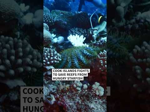 Video Thumbnail: Cook Islands wages war on hungry starfish | AFP #shorts