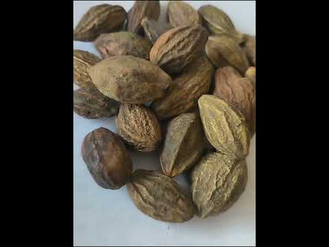 Madhya pradesh harra medicinal seed ( terminalia chebula ), ...