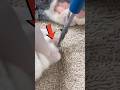 Why Do Cats Need Their Nails Trim