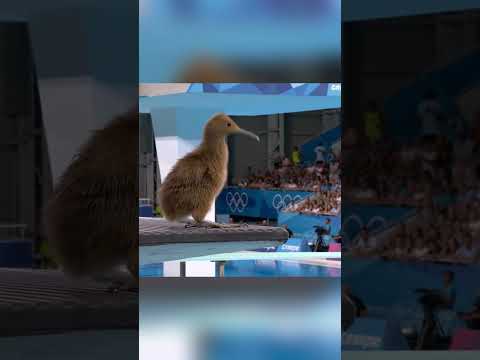 Olympic Diving Kiwi Bird– Perfect Form! #AnimalsDiving #CatDiving #funnyanimals #shorts #RealisticAI