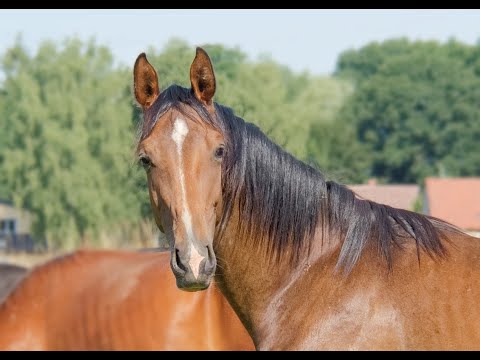 2022 Hengst - Der Kleene - Democracy x Van Vivaldi