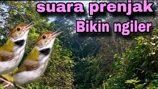 Download lagu Suara Kicauan Alami Alam - Suara Istimewa yang Membuat Burung Berkicau mp3
