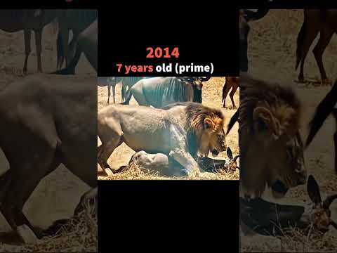 Lived Like A Real King 🤴 ‼️ #lion #scarface