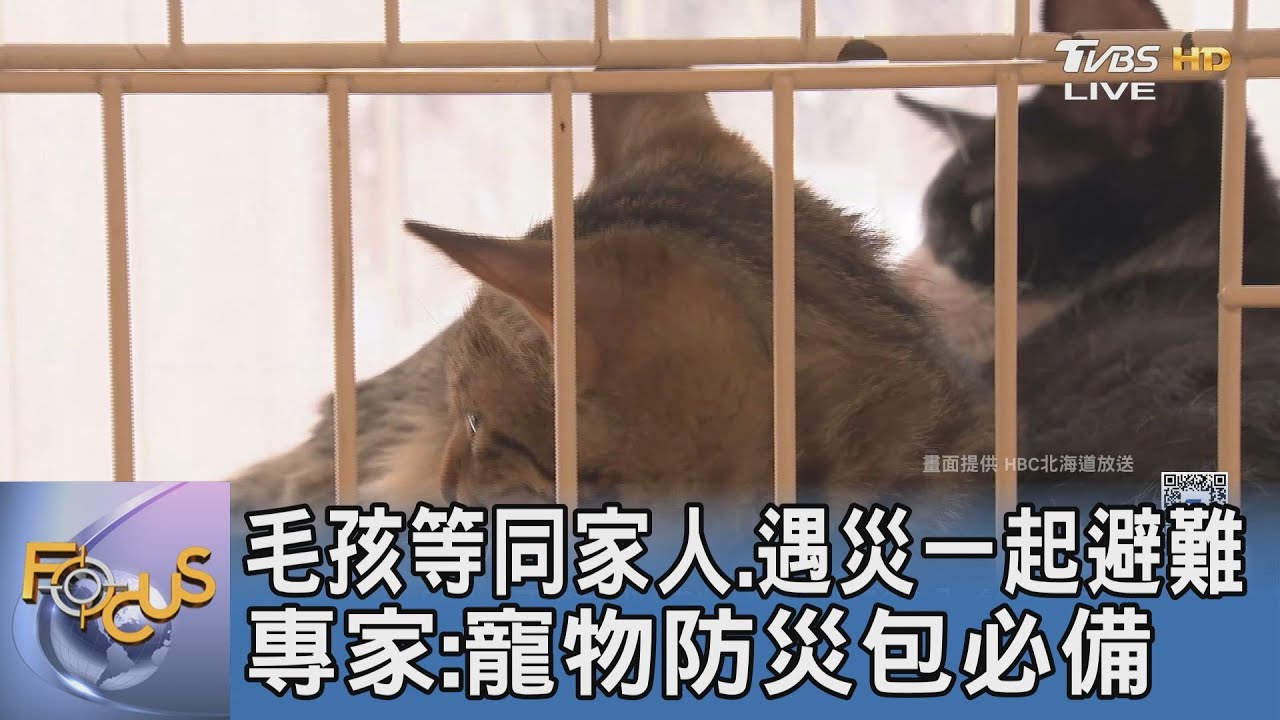 毛孩等同家人遇災一起避難 專家:寵物防災包必備