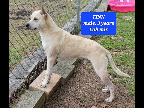 Finn, an adoptable Labrador Retriever Mix in Wedowee, AL_image-1