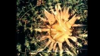preview picture of video '40 anni a Frassené (1954-1993): 2.  La flora'