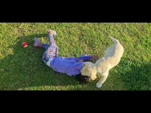 Innocent girl attacked by vicious dog