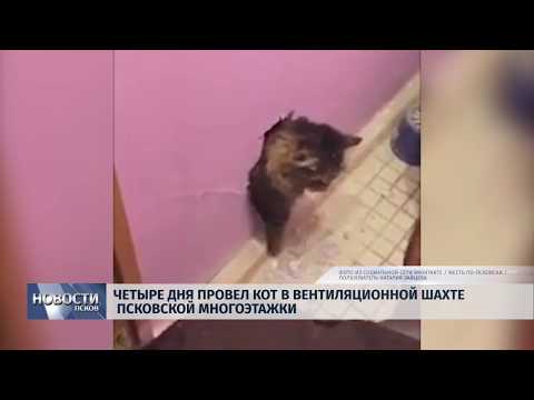 18.09.2019 / Четыре дня провел кот в вентиляционной шахте Псковской многоэтажки