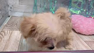 ハーフ犬の動画02