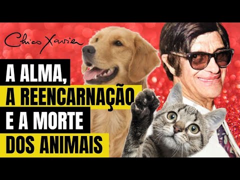 WHAT CHICO XAVIER SAID ABOUT THE SOUL, REINCARNATION AND THE DEATH OF ANIMALS