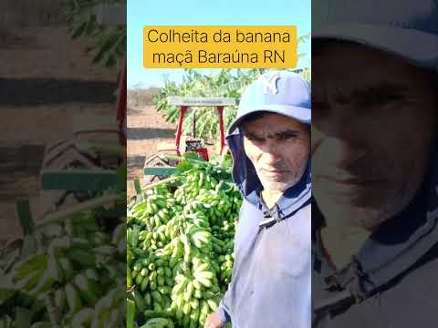 #vidanaroça -     🍌🚜 COLHEITA PESADA DE BANANA!