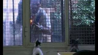 Cats of Rome - clip 2