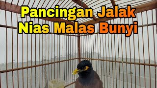 Download lagu Jalak Nias Betina Memanggil jantan Bikin Jalak Nias Macet Bunyi Langsung Nyaut Gacor mp3