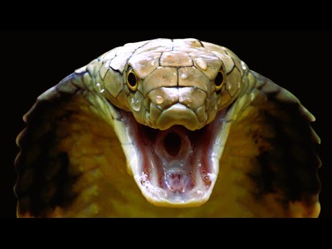 Snakes vs Garuda Story : Akshat Gupta | Mythology | Snake | The Epic Footage