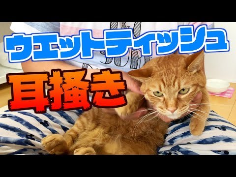 猫の耳掃除の方法
