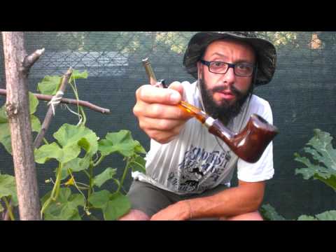 Brebbia Naif Noce / Pipa Day & Pipa Boys