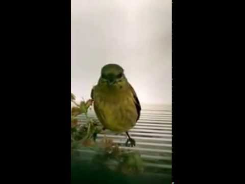 Stehlík kapucňový (Spinus uropygialis) — video o speve a chove