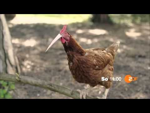 ZDF Fernsehgarten Trailer 2015